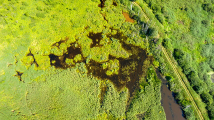 Aerial view of a swamp in a woodland on a summer day