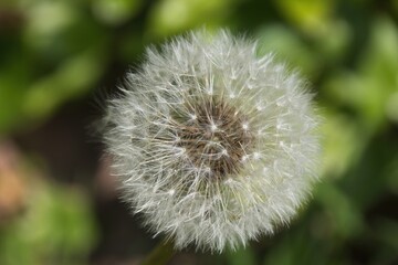 dandelion on green background