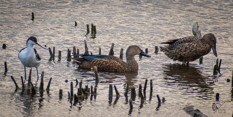 wild geese