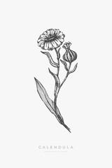 Calendula. Hand-drawn flower, vector illustration. Botanical retro image for a floral background. Design element for postcard, poster, cover, invitation.