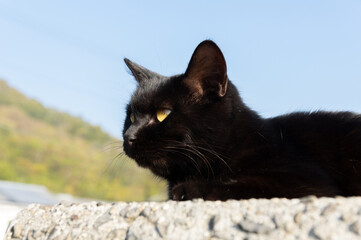 見つめる猫　黒猫
