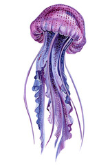 Jellyfish on an isolated white background, watercolor illustration, purple jellyfish painting © Hanna