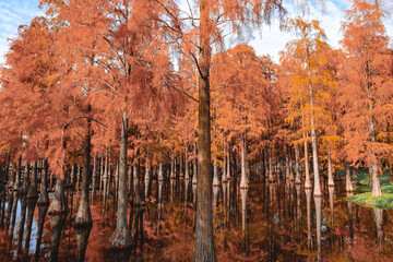 autumn in the forest