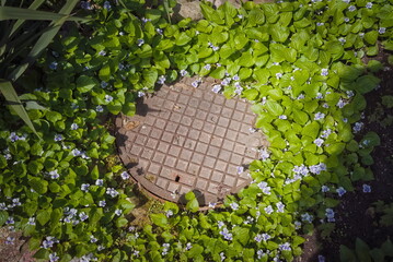 Metal cover of the tank for the cesspool surrounded by bushes of blooming violets  - 472572042