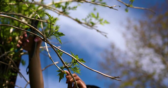 Woman cuts dry branches on bush, make pruning bushes