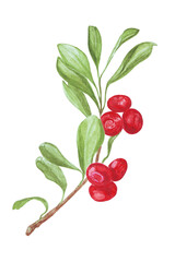 watercolor illustration of bearberry twig isolated on white background; sticker, scrapbooking, healthy food, cosmetics, additives