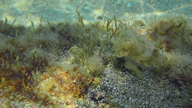 Common cuttlefish (Sepia officinalis) swims slowly over a sandy bottom and hides behind a rock.
