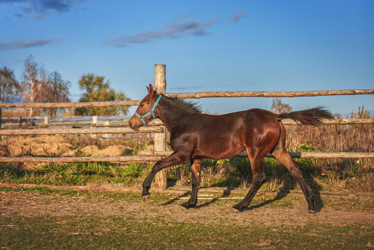 Bay foal running in a levada, photo in motion