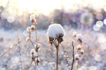 Winter mood: snow on a dry plant against the background of a snow-covered meadow, close-up, bokeh.