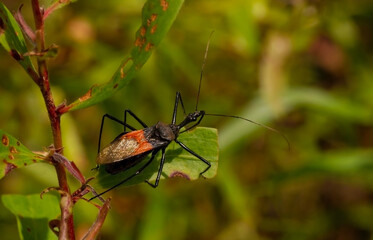 A conenose, or kissing bug (Triatoma sp.) on a cajuput leaf