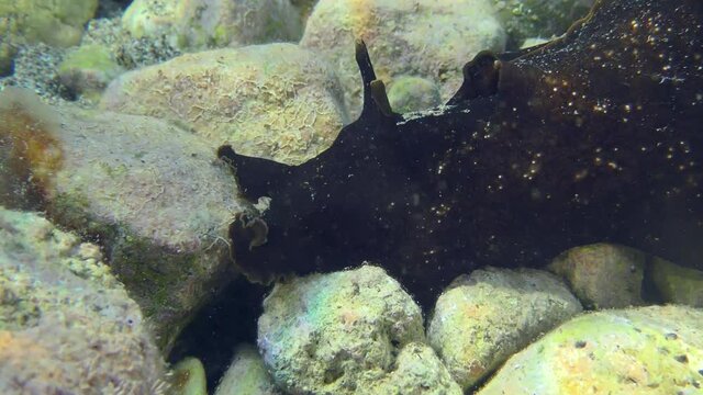 Mottled sea hare or Black seahare (Aplysia fasciata) slowly crawls through shallow water, feeling the stones in search of food, close-up.