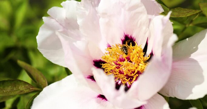Honey bees flying bee collecting nectar of flower tree peony collect honey and pollen on spring sunny day