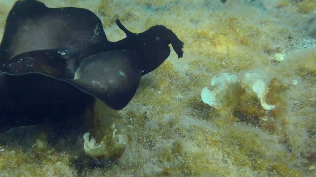 Mottled sea hare or Black seahare (Aplysia fasciata) slowly crawls along the bottom covered with algae, flapping its wings, close up.