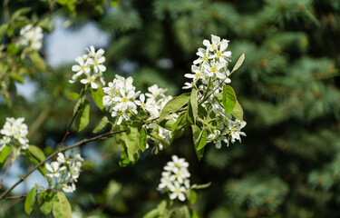 Close-up white blossoms of Amelanchier canadensis, serviceberry, shadberry or Juneberry tree on green blurred background. Selective focus. Nature concept for natural design