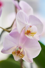 Naklejka na ściany i meble beautiful branch of pink orchid close up