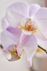 close-up of pink orchid flowers. floral background
