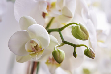 Fototapeta na wymiar blooming branch of white orchid. white phalaenopsis