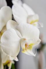closeup of white orchid flowers