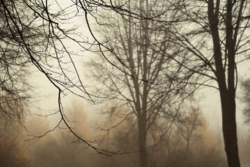 Obraz premium A heavy fog in a forest