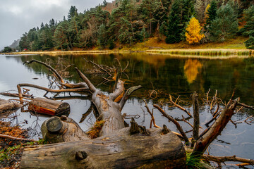 Bassa d'Oles lake with fog during autumn, located in the town of Vielha Mitg Aran, in the Pyrenees,...