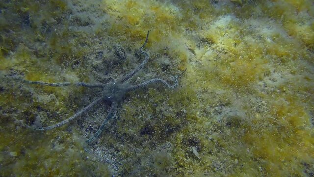 Smooth Brittle Star (Ophioderma longicauda) is crawling along seabed overgrown with brown algae. Mediterranean.