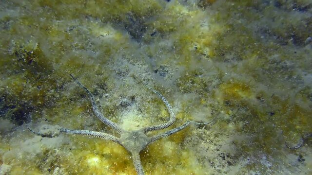 Brittle Star (Ophiopsila annulosa) is crawling along bottom overgrown with brown algae. Mediterranean.