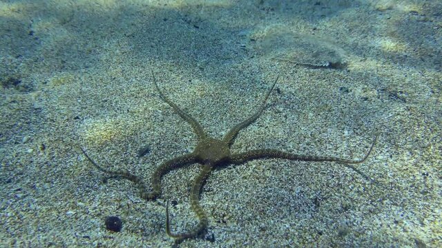 Underwater Scene: Wide-eyed Flounder (Bothus podas) takes a close look at the Brittle Star as it crawls along the sandy bottom. Mediterranean, Greece.