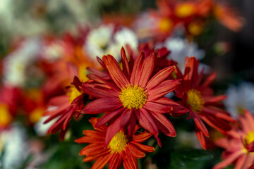 Beautiful dahlias flowers outdoor garden. Natural sunlight with fresh flower
