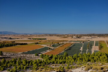 Champs de brocois et de poivrons. Andalousie. Espagne.