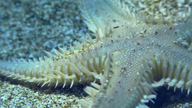 Slender sea star or Sand Starfish (Astropecten spinulosus) creeps along the sandy bottom, extreme close-up. Mediterranean.