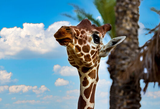 Close Up the head of beautiful giraffe with long neck. Selective focus of cute giraffe (giraffa camelopardalis) is an african mammal in the background of clouds and blue sky. Portrait animals face