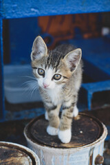 Curious kitten looking at the camera