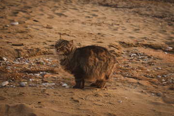 Fluffy cat stands on the beach on the sand