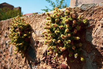 A plant with flowers grows on a stone wall