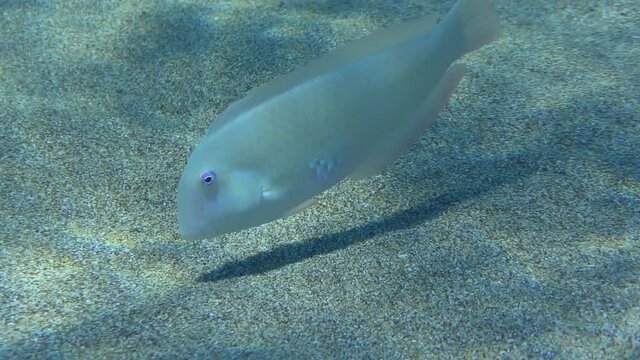 Cleaver Wrasse or Pearly Razorfish (Xyrichtys novacula) searches for food on a sandy bottom in shallow water. Mediterranean.