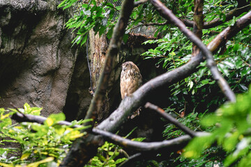 Owl at the dutch zoo, Diergaarde Blijdorp Rotterdam, The Netherlands.