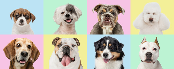 Art collage made of funny dogs different breeds on multicolored studio background. Set of 8 images...
