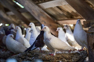Breeding purebred pigeons at private yard. Warm house for birds. Hobby for the soul. Diet meat. Naturecore rural pastoral life concept Copy space. High quality photo