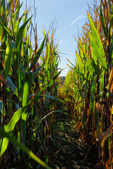 Fototapeta premium Autumnal wilting cornfield with corn on the cob.