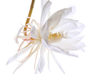 逆光の月下美人（2021年）07