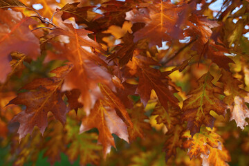 Yellow leaves of oak tree in autumn park. Beautiful nature background.