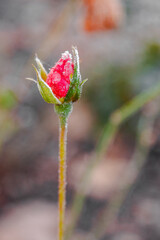 close up of red rose