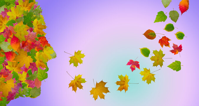 stylized image of autumn leaves in the form of a face