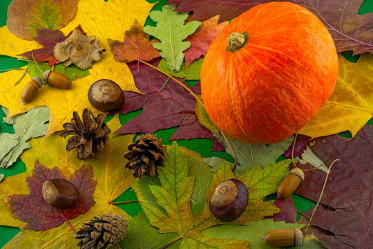 Beautiful, colorful image of a ripe pumpkin on a background of autumn leaves close-up