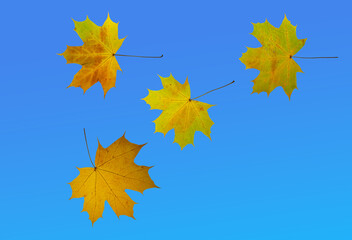 Naklejka na ściany i meble isolated image of beautiful autumn leaves close up