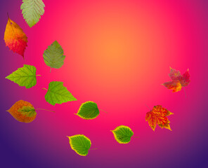 isolated image of beautiful autumn leaves close up