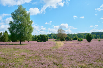Blooming heathland flowers in a autumn day at luneburg heath