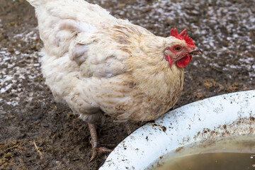 Homemade white chicken stands at the watering hole and drinks. 