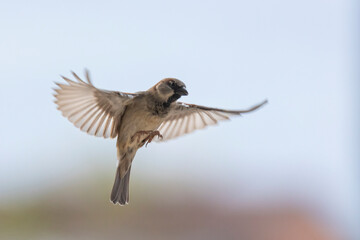 Male House Sparrow flying.