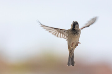 House Sparrow flying.